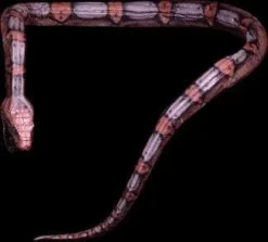 "Giant Snake" Professional Halloween Prop - 16'