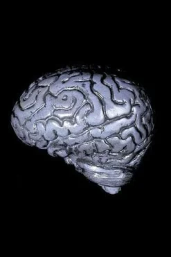 "Human Brain" Haunted House Prop