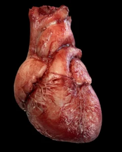 "Human Heart" Silicone Human Body Part Halloween Prop