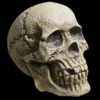 "Realistic Rotting Skull" Halloween Prop