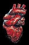 "The Human Heart" Bloody Halloween Prop