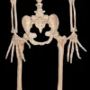 "Werewolf Skeleton" Halloween Prop